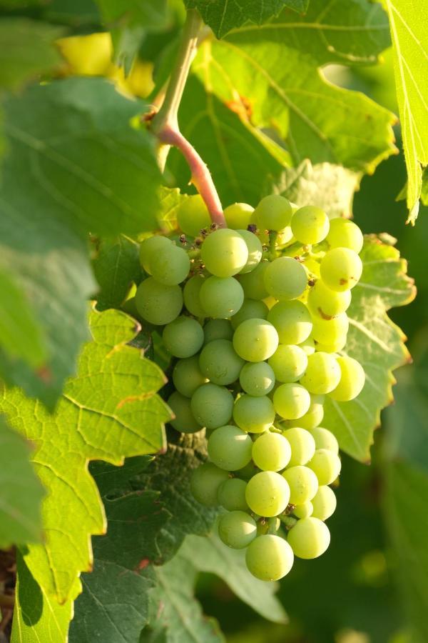 Tarantula Ranch Vineyard near Death Valley Amargosa Valley Luaran gambar