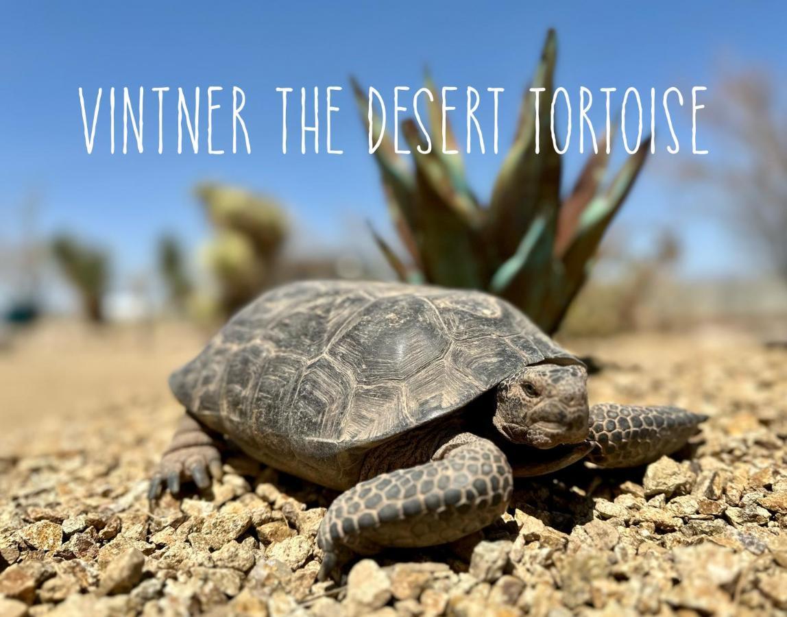 Tarantula Ranch Vineyard near Death Valley Amargosa Valley Luaran gambar